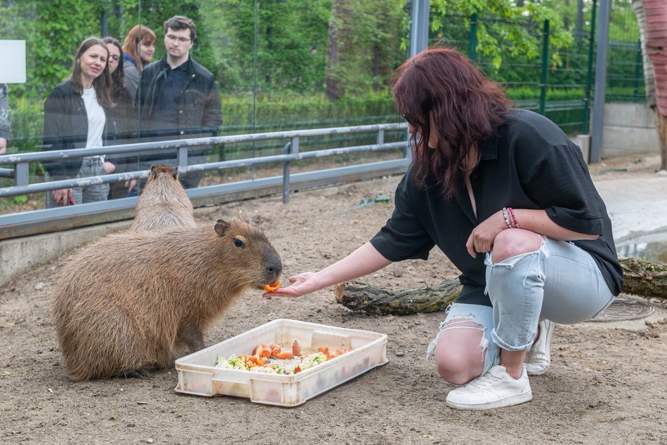 Przeżyj to z bliska! Orientarium Zoo Łódź zaprasza za kulisy
