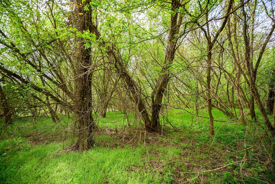 Łódź. Nazwij teren przy rzece Ner w Łodzi! Zielony zakątek w twoich rękach!