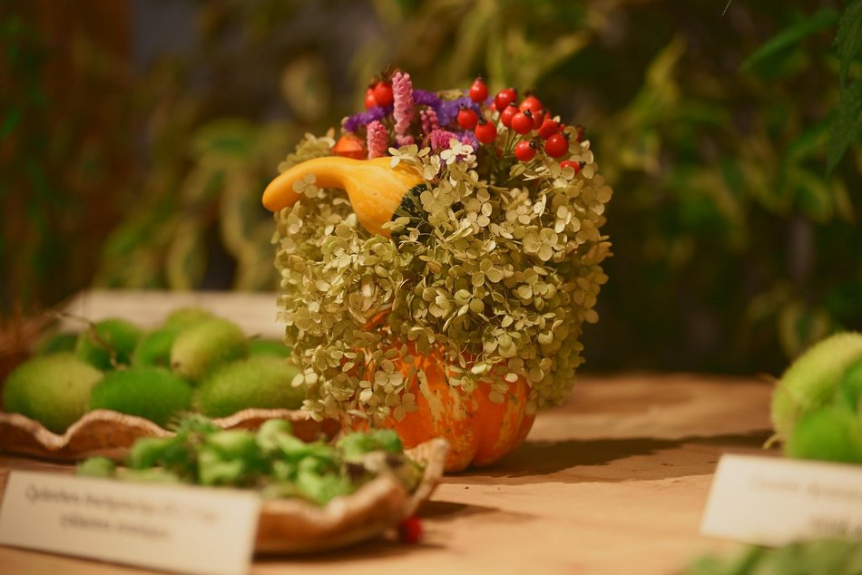 Szukasz pomysłu na weekend? Przyjdź na wystawę w Ogrodzie Botanicznym w Łodzi!