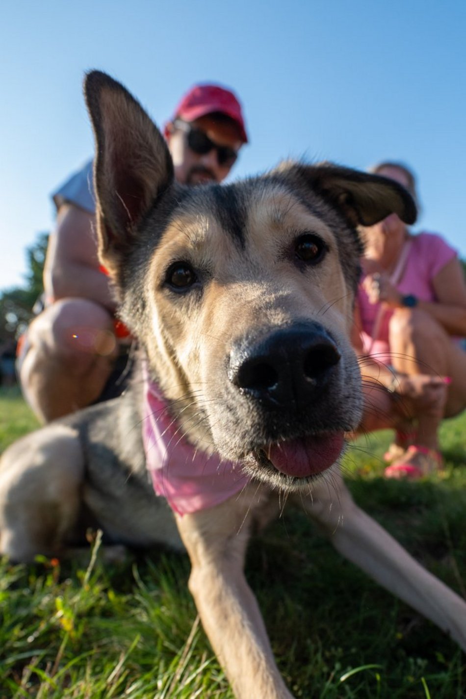 Łódź. Psia Polówka na Widzewskiej Górce. Psiaki przejęły dowodzenie!
