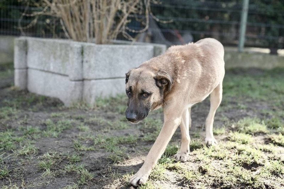 Bemol czeka w schronisku w Łodzi na nowy dom