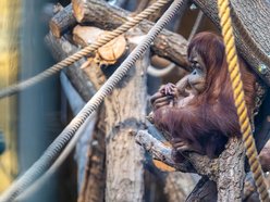 Łódź. Orangutan sumatrzański urodził się w Orientarium Zoo Łódź. To sukces na skalę światową!