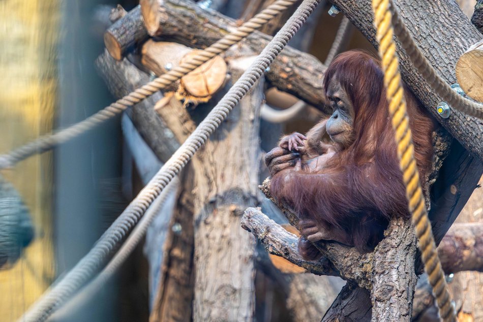 Łódź. Orangutan sumatrzański urodził się w Orientarium Zoo Łódź. To sukces na skalę światową!