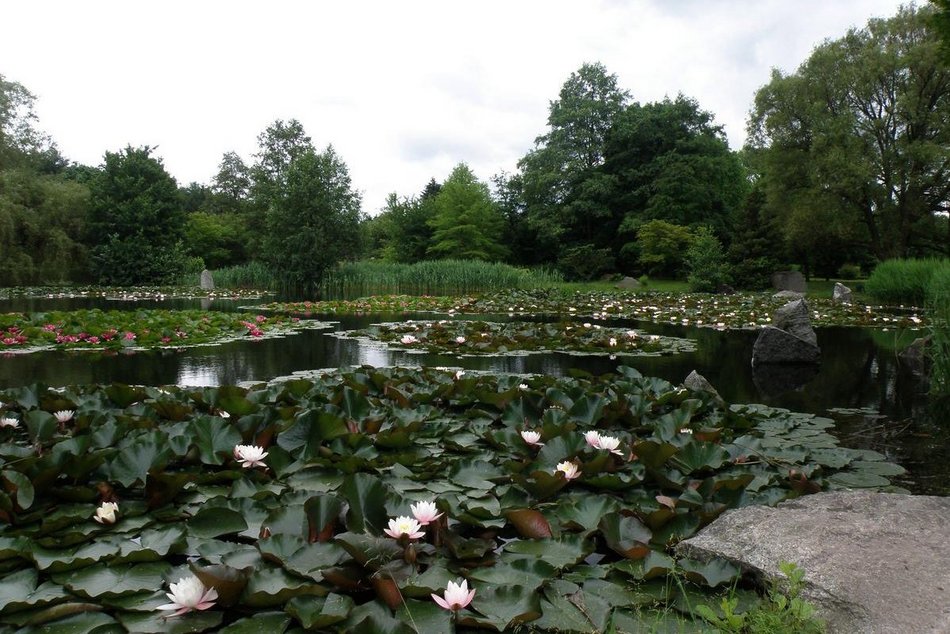 Ogród Japoński w Ogrodzie Botanicznym w Łodzi