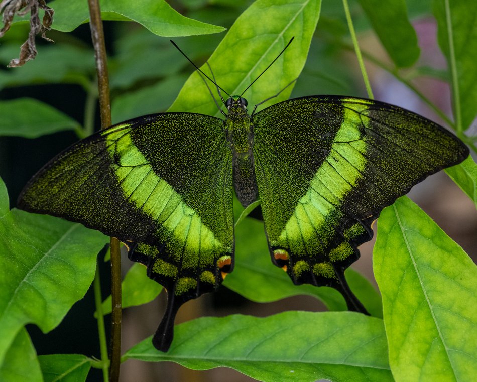 Motylarnia w Orientarium Zoo Łódź - motyle i odwiedzający w motylarni