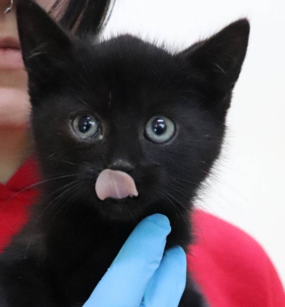 Te mruczki w schronisku w Łodzi nie przynoszą pecha!