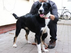 Schronisko w Łodzi. Zwierzęta, które trafiły tam w święta