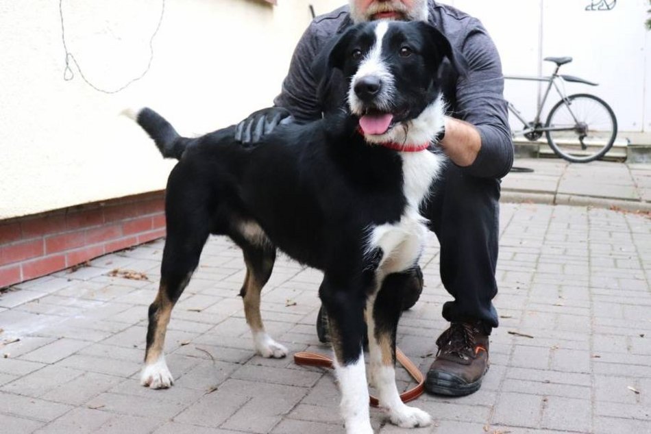 Schronisko w Łodzi. Zwierzęta, które trafiły tam w święta