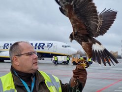 Łódź. Andrzej Fijałkowski - sokolnik na lotnisku w Łodzi