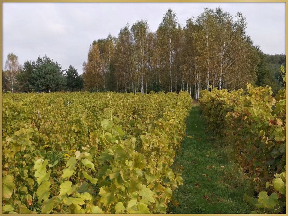 [Translate to Ukraiński:] Winnica Smolis