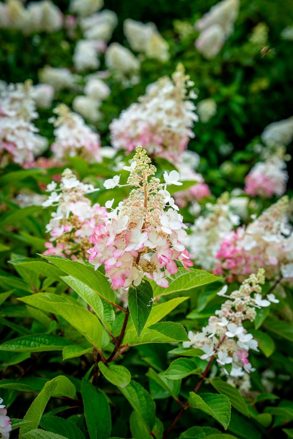 Łódź. Hortensje opanowały Ogród Botaniczny w Łodzi! To prawdziwa feeria barw