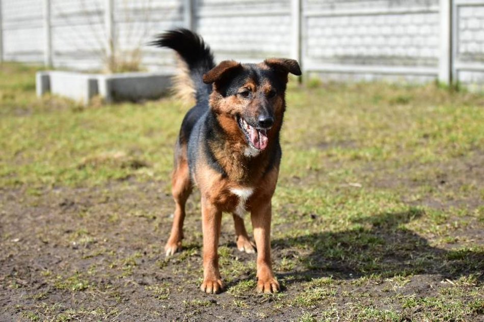 Łódź. Alek ze schroniska w Łodzi ma za sobą nieudane adopcje. Podaruj mu dom na stałe!