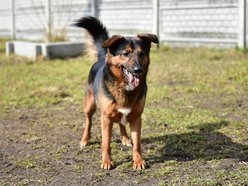 Łódź. Alek ze schroniska w Łodzi ma za sobą nieudane adopcje. Podaruj mu dom na stałe!