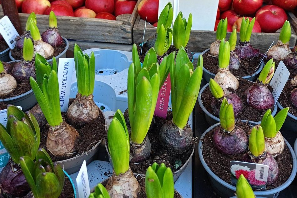 Łódź. Ceny kwiatów w Łodzi. Rynki, stragany, kwiaciarnie i supermarkety