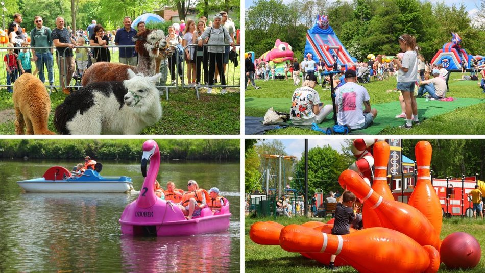 Łódź. Piknik na Młynku w Łodzi. Dmuchańce, alpaki, gigantyczne kręgle i rowery wodne