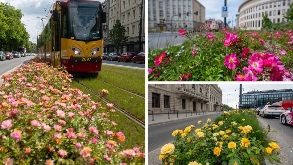 Łódź. Łódź tonie... w kwiatach! Czerwcowy rozkwit kolorów w miejskiej dżungli