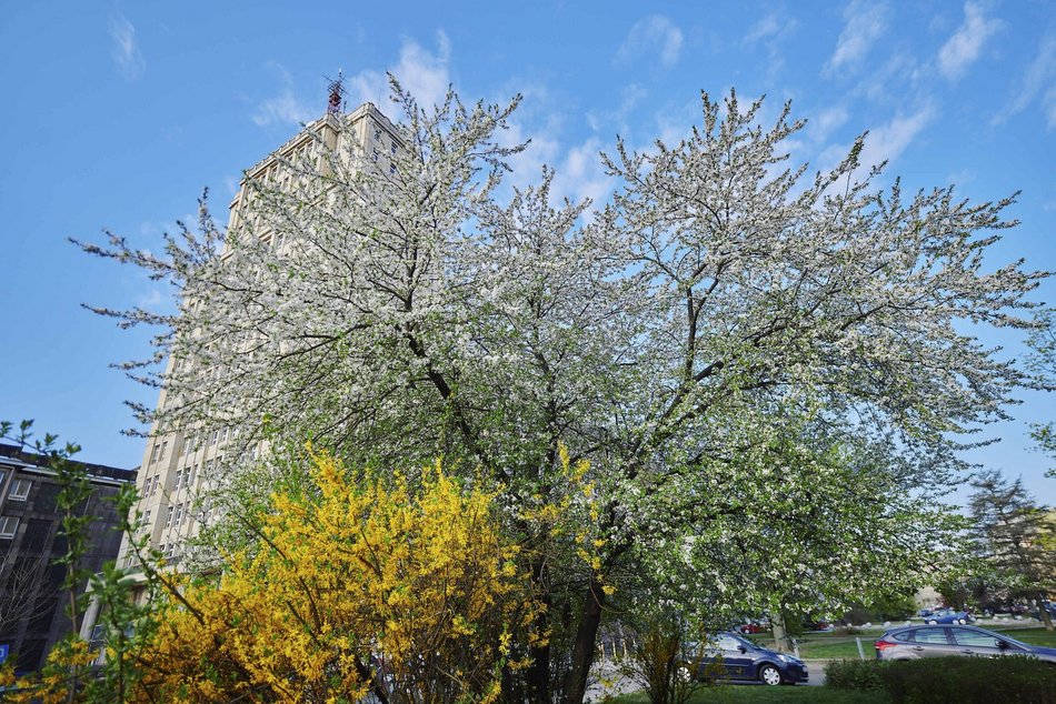 Łódź. Wiosna zagościła na skwerze przy Narutowicza i Sienkiewicza. Przyroda w Łodzi zachwyca!