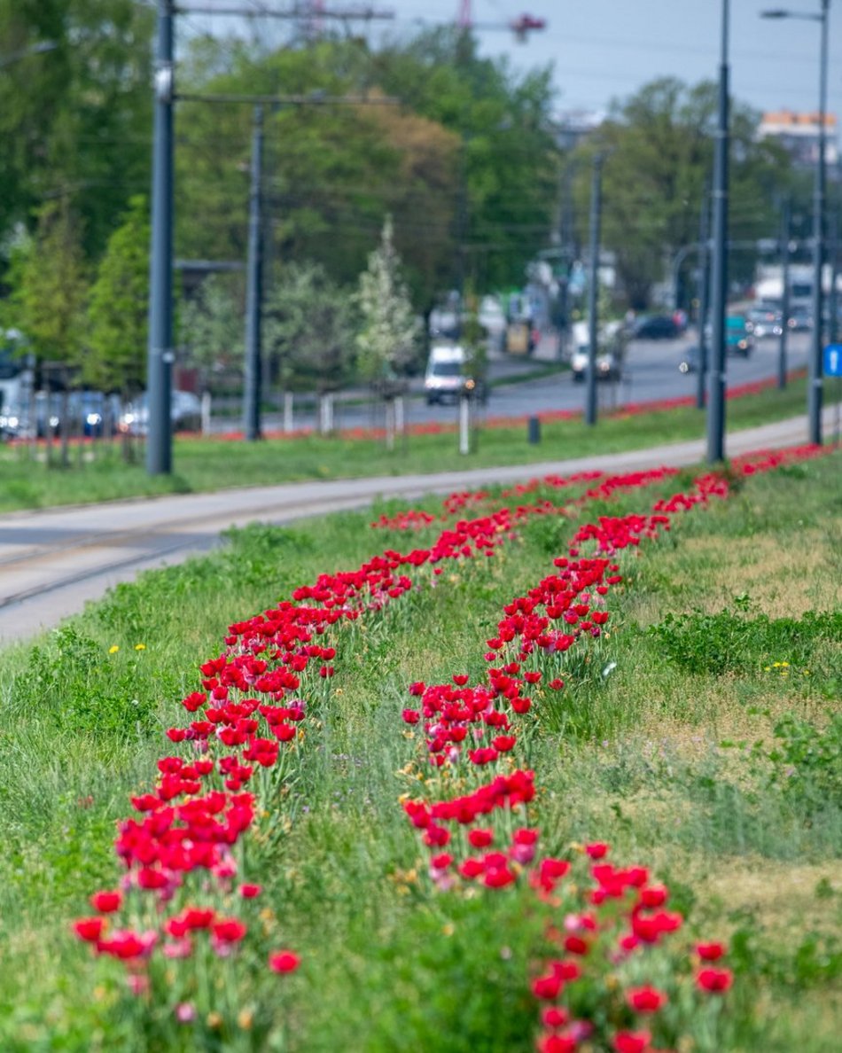 Łódź. Szpaler tulipanów na Piłsudskiego w Łodzi. Podróż tamtędy to uczta dla oczu