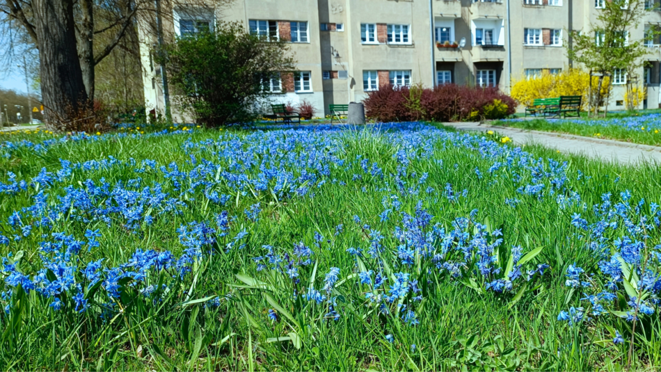 Cebulice syberyjskie na osiedlu Montwiłła-Mireckiego. Wyjątkowa inicjatywa mieszkanek.