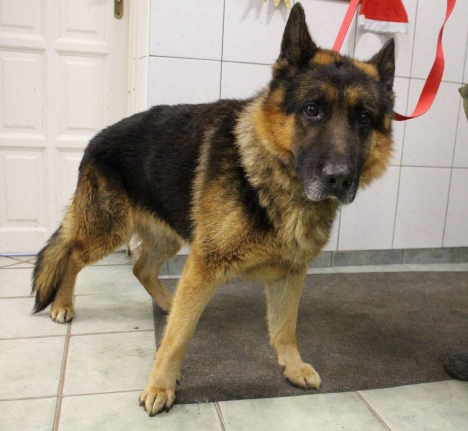 zwierzę ze schroniska