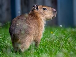 Kapibary w Orientarium Zoo Łódź