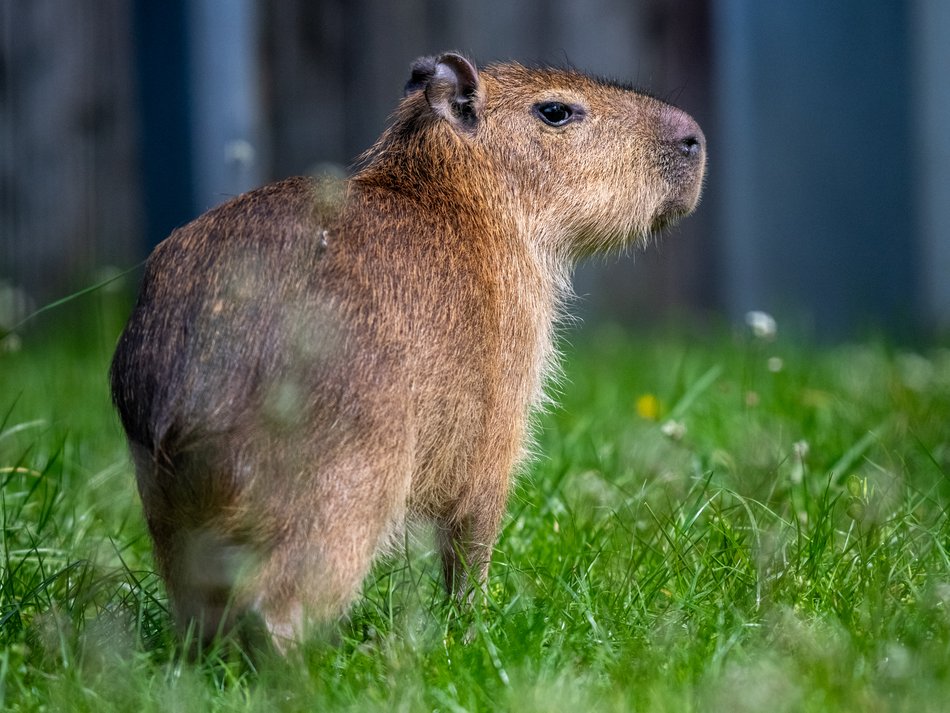 Kapibary w Orientarium Zoo Łódź
