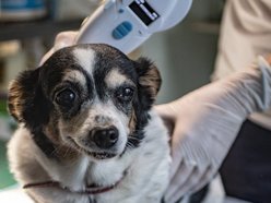 8. urodziny Animal Patrol w Łodzi. Zaczipuj swojego zwierzaka za darmo na pikniku!