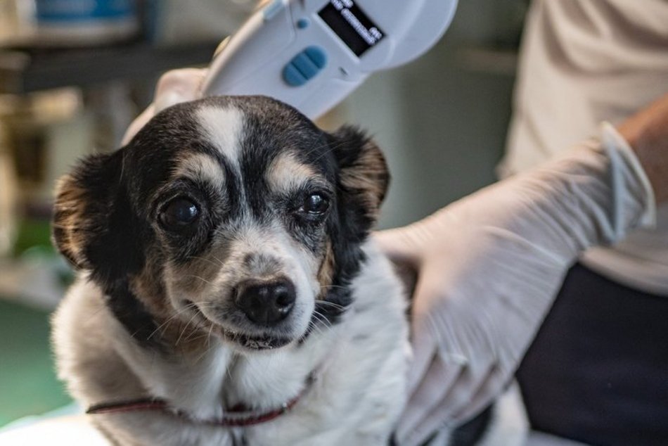 8. urodziny Animal Patrol w Łodzi. Zaczipuj swojego zwierzaka za darmo na pikniku!