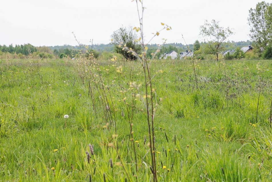 Łódź. Z 15 tysięcy małych sadzonek powstanie prawdziwy gaj!