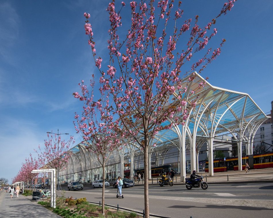 Łódź. Różowa aleja w centrum miasta. Przy Piłsudskiego zakwitły wiśnie japońskie!
