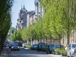 Дерева на вул. Rewolucji 1905 r.