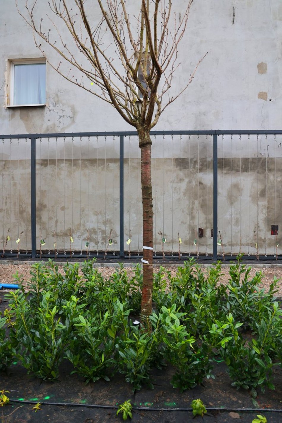 Sadzenie drzew i krzewów przy ul. Legionów