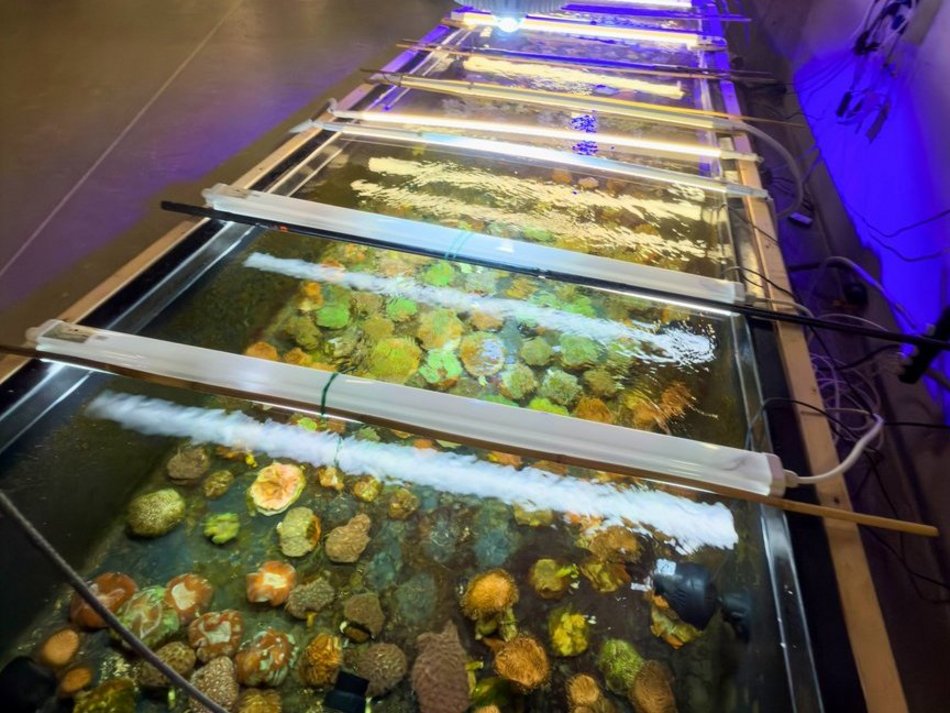 Łódź. Największy przemyt w historii udaremniony! Niemal 1000 koralowców uratowanych przez Orientarium