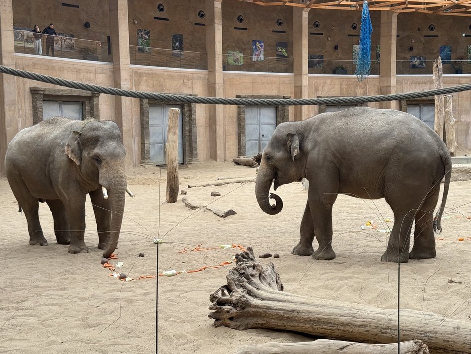 Łódź. Słonie żegnają się z Orientarium Zoo Łódź. Przyjdź, zobacz je jeszcze raz i pożegnaj!