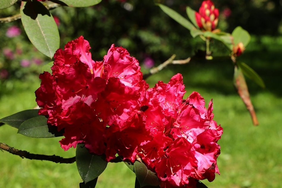 Ogród Botaniczny w Łodzi. Kwitnące rośliny