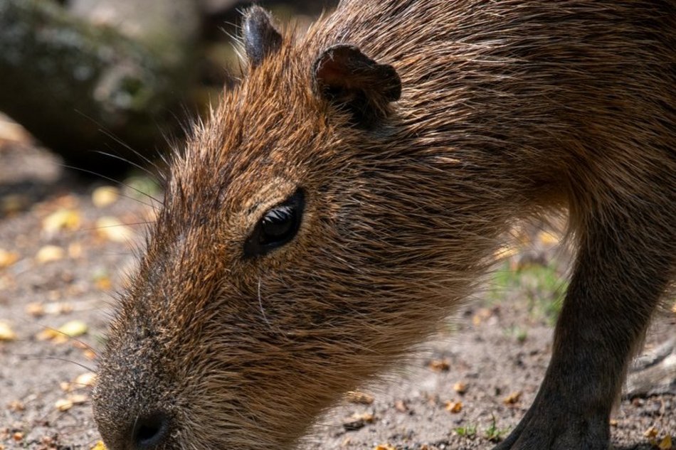 Łódź. Zlot Fanów Kapibary w Orientarium Zoo Łódź i Aquaparku Fala! Tego jeszcze w Polsce nie było!