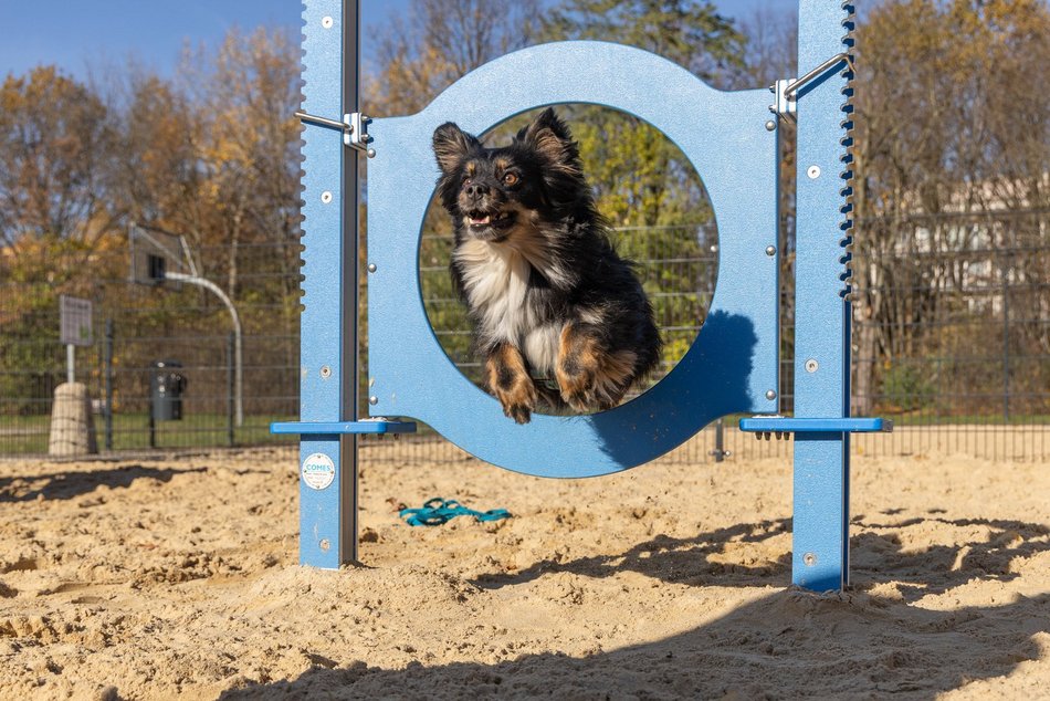 Nowy psi park w Łodzi! Podzielony na dwie strefy – do treningu agility i do zabawy