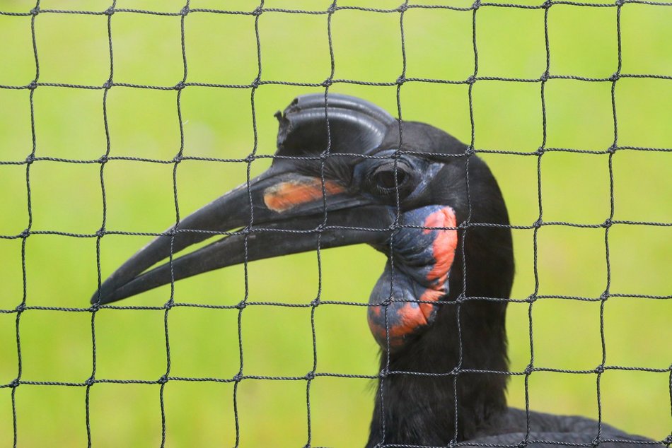 Sępy w Orientarium Zoo Łódź