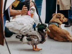 Aleja Gwiazd przy Piotrkowskiej w Łodzi coraz dłuższa. Andrzej Barański uhonorowany