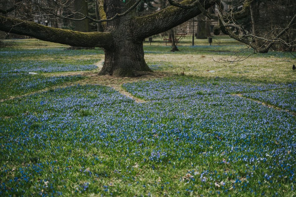 Łódź. Niebieska wiosna w Parku Klepacza w Łodzi. Te cebulice zachwycą każdego!