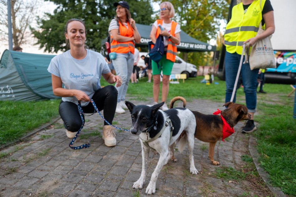 Łódź. Ostatni Psia Polówka w Łodzi za nami. Nic słodszego dziś nie zobaczysz!