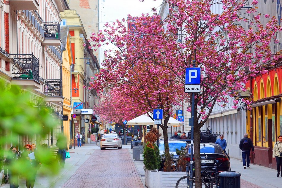 Przepiękne wiśnie kwitną na woonerfie Traugutta