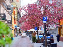 Przepiękne wiśnie kwitną na woonerfie Traugutta