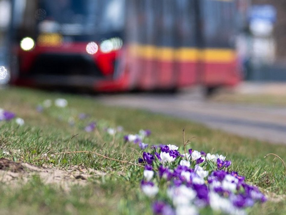 Łódź. Żonkile i krokusy opanowały Piłsudskiego. Wiosna w Łodzi w najpiękniejszym wydaniu