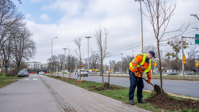 Nowe drzewa przy ulicach w Łodzi. Rozpoczęły się nasadzenia [ZDJĘCIA]