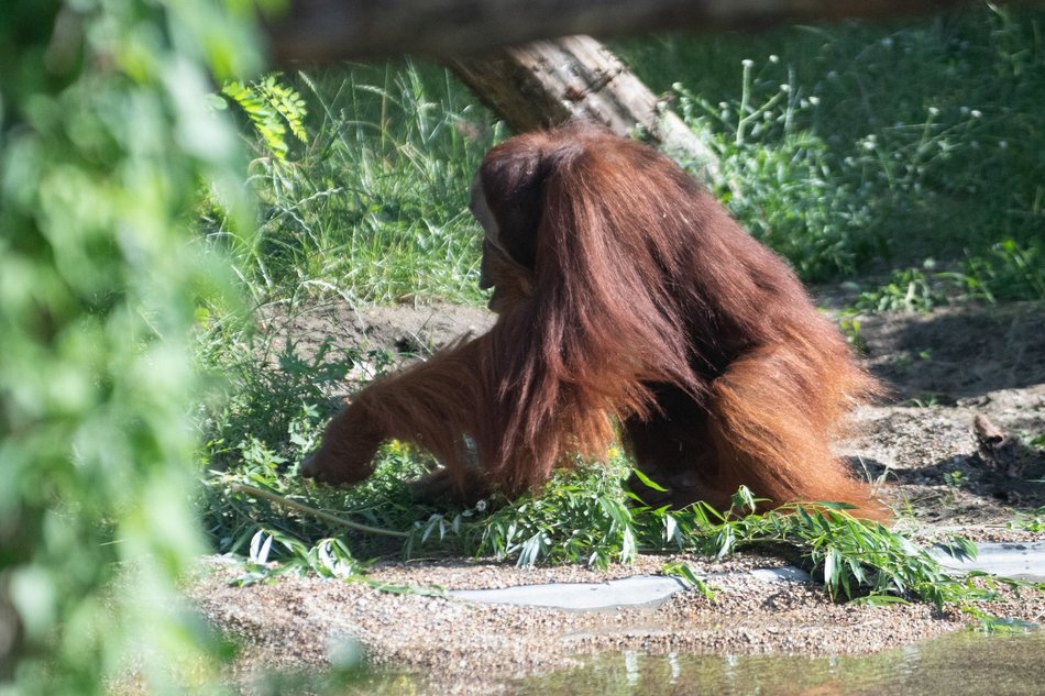 Orangutany hasają już na dworze! Nowy wybieg dla zwierzaków w Orientarium Zoo Łódź