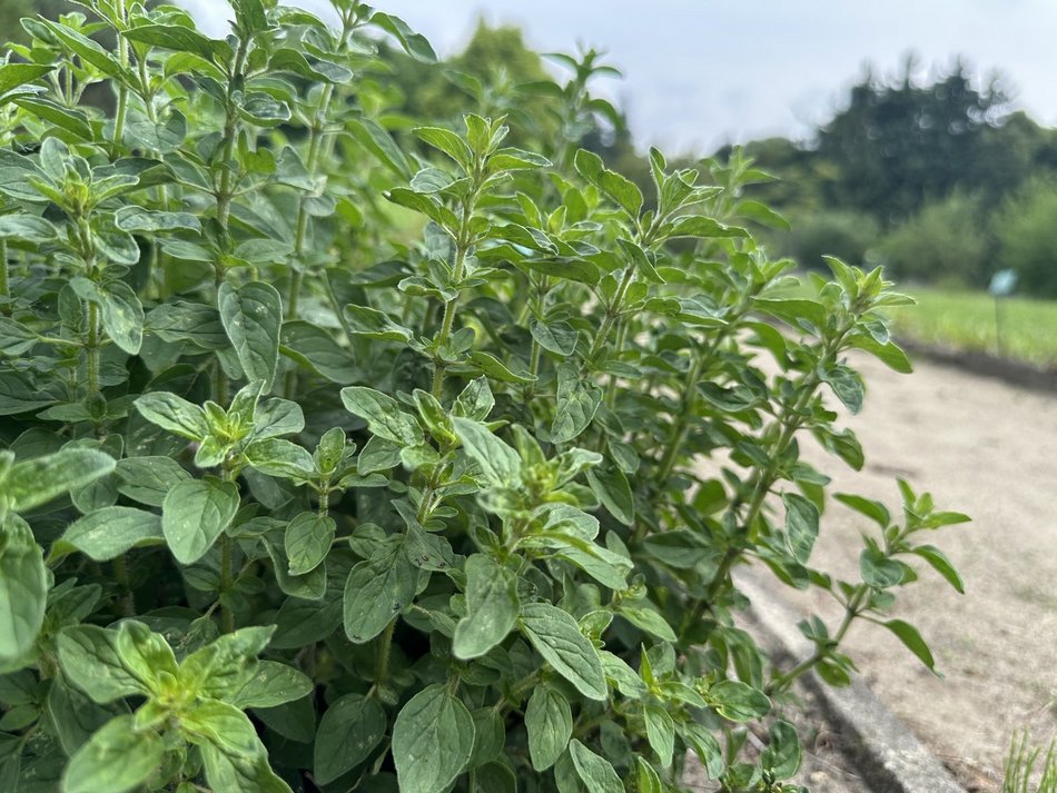 Łódź. Jak dbać o zioła w ogrodzie? Wyjątkowe warsztaty w Ogrodzie Botanicznym w Łodzi