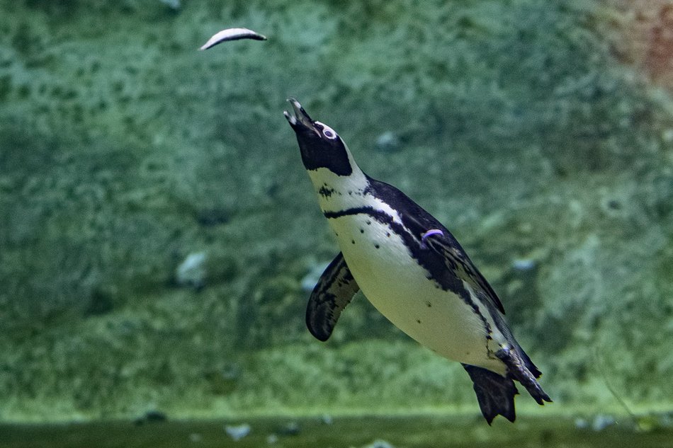 Wybierz się na pokazowe karmienie do Orientarium Zoo Łódź!