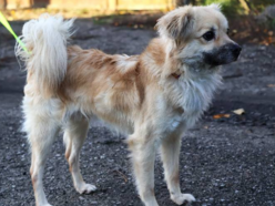 Amik to strachliwy słodziak. Obok tego pyszczka ze schroniska w Łodzi nie przejdziesz obojętnie