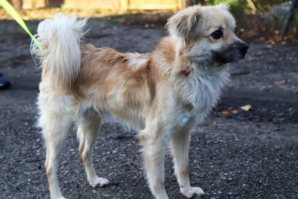 Amik to strachliwy słodziak. Obok tego pyszczka ze schroniska w Łodzi nie przejdziesz obojętnie